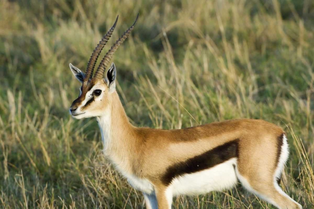 Kenya, Masai Mara Male Thomsons gazelle